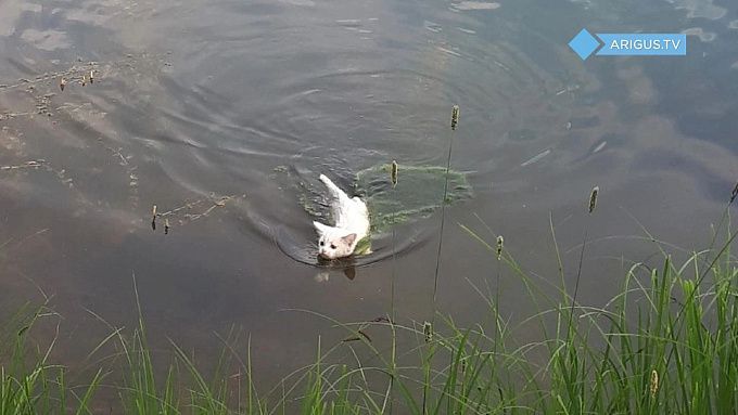 «Это ли не чудо?» В Улан-Удэ котенок переплыл озеро, чтобы обрести семью. ФОТО