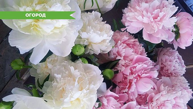 Как правильно обрезать пионы