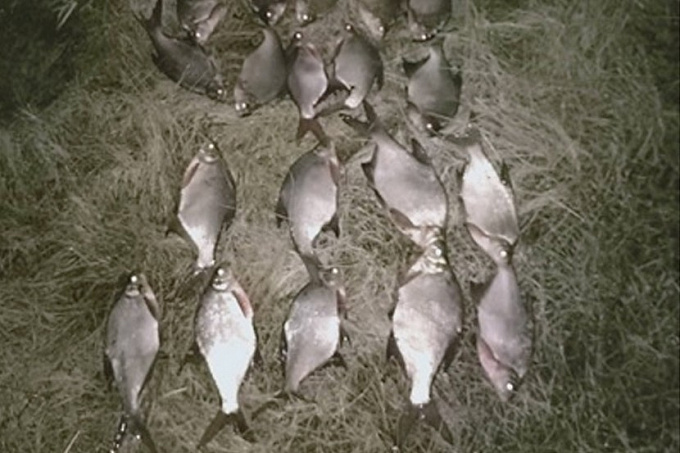 Житель Бурятии «получил леща» за незаконную рыбалку