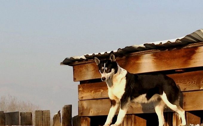 Нападают в 60% случаев: В Бурятии хозяйские собаки стали опаснее бродячих