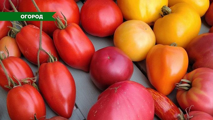 Как пересаживать рассаду томатов?