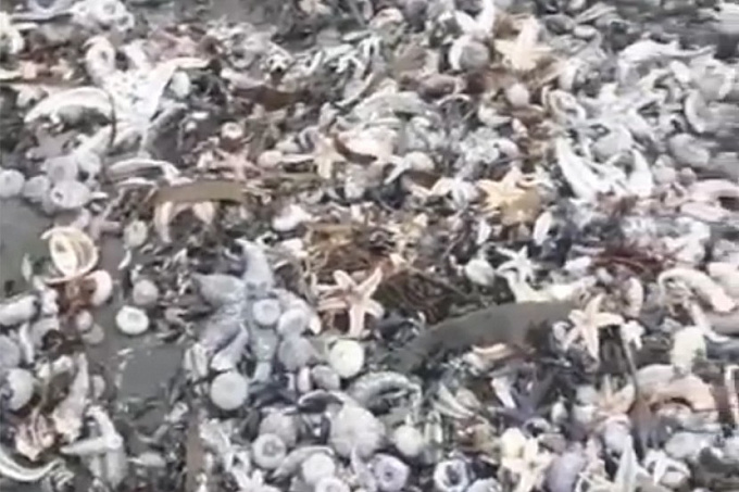 На пляж Камчатки выбросило тысячи морских животных (ВИДЕО)