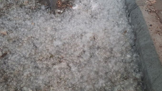 Жителям Бурятии посоветовали жаловаться на тополиный пух через госуслуги
