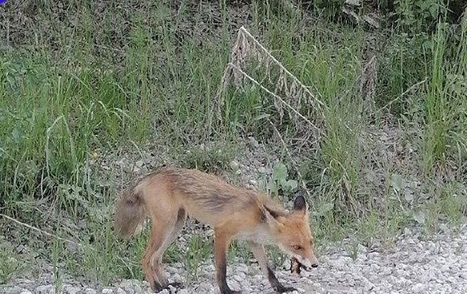 В районе Бурятии выявили бешенство