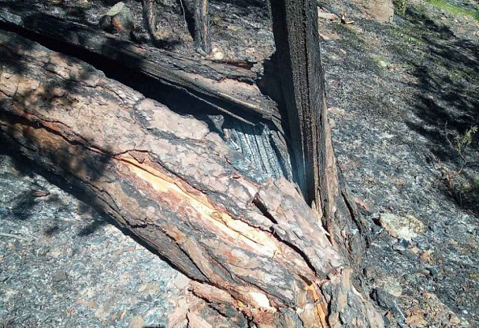 В лесах Бурятии после грозы вспыхнули сразу 8 пожаров
