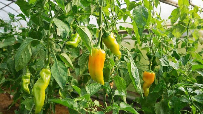 Почему перец не всходит: главные ошибки садоводов и способы их исправить