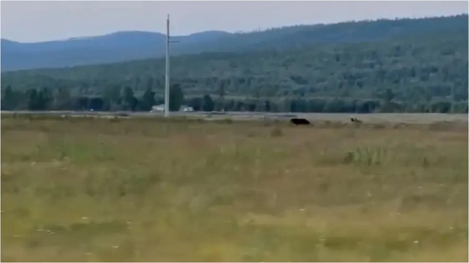 Медведь вновь вышел к людям в Бурятии