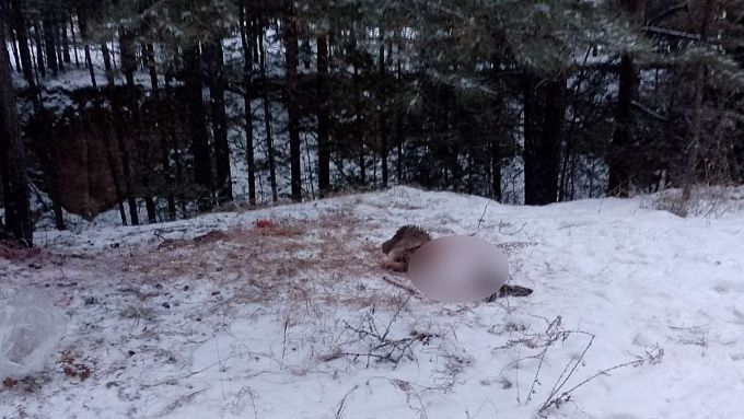 В Бурятии охотника, застрелившего косулю, лишат оружия