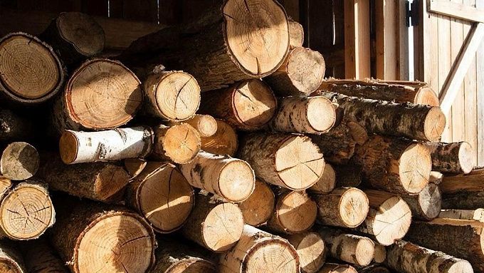 Житель Бурятии спилил деревья соседки и пустил их на дрова 