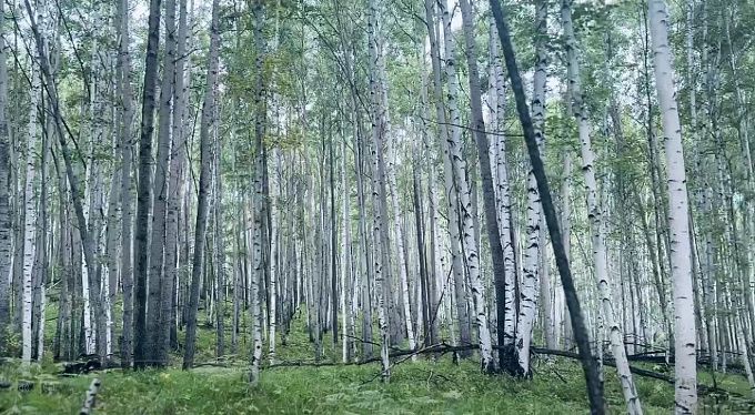 За сутки в Бурятии не зафиксировали ни одного лесного пожара
