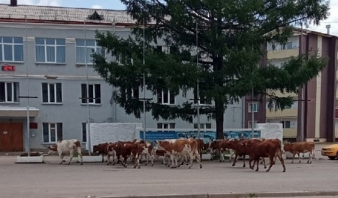 В Бурятии коровы устроили митинг возле здания администрации