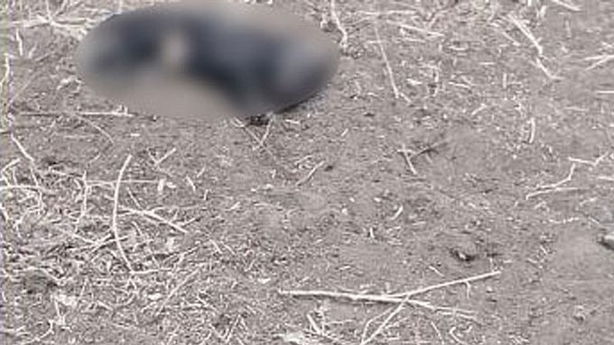 Первоклашки забили и подожгли щенка в Бурятии