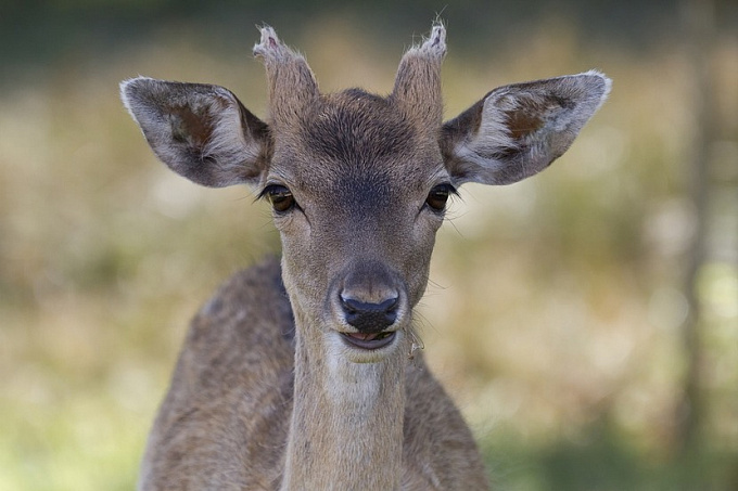 В Бурятии осудили браконьера за убийство самки благородного оленя