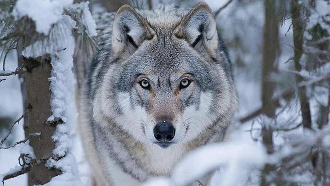 Охотникам Бурятии напомнили, что сезон охоты на волка завершился