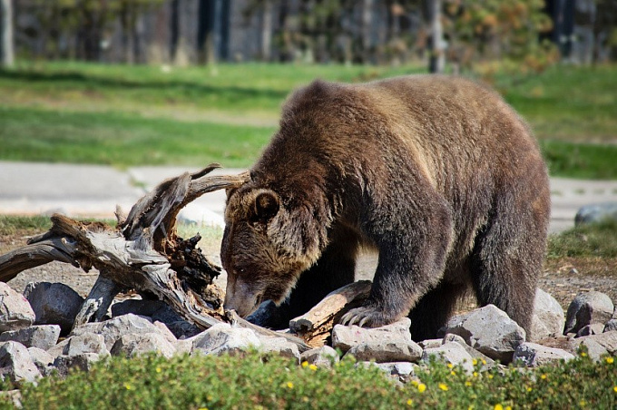 В Бурятии медведь подобрался к жилому дому и покушался на животных