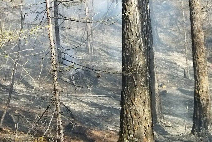 Житель Бурятии развел костер в лесу и учинил пожар