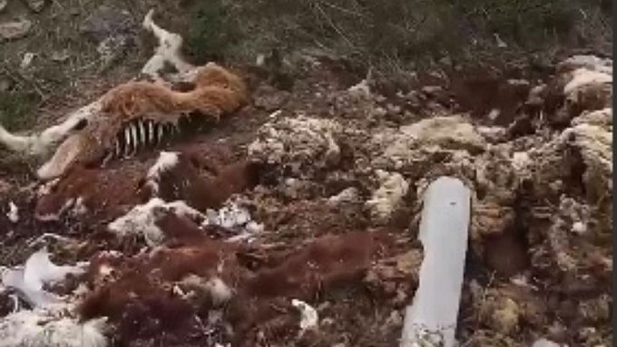 Бизнесмен устроил скотомогильник в районе Бурятии