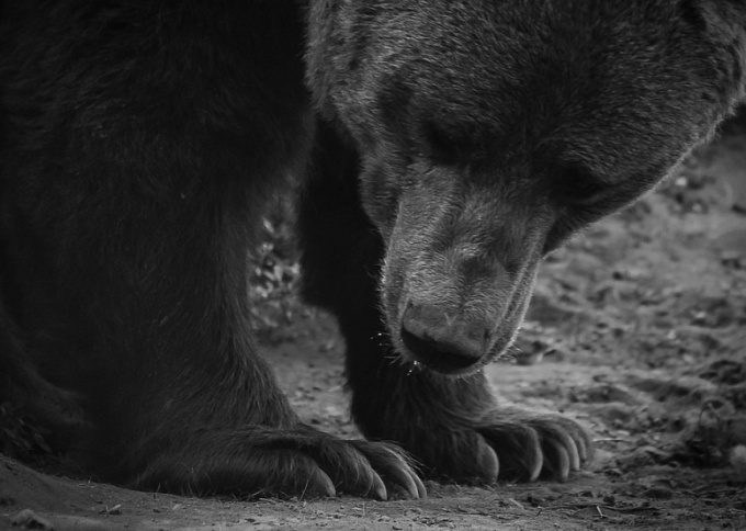 «Ходит возле палатки и ест продукты»: От медведя спасли туриста на Байкале