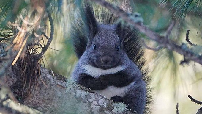 Осторожно, милота дня: жителей Бурятии покорила белка из заповедника. ФОТО