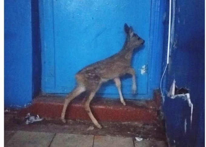 В Бурятии в подъезд дома забралась косулька