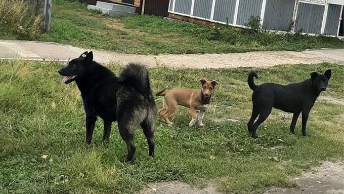 Агрессивные собаки держат в страхе жителей района Бурятии