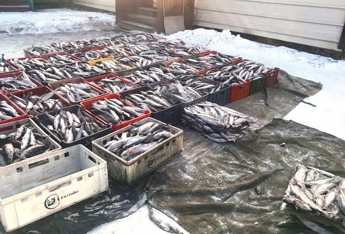 В Иркутской области задержали 1,5 тонны омуля