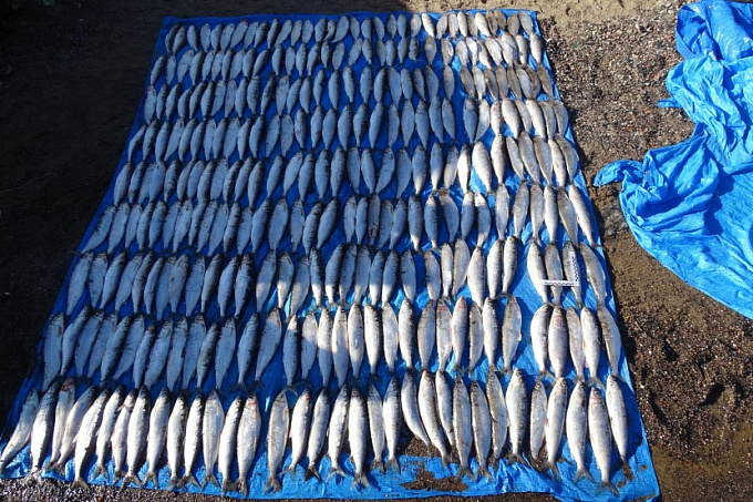 В Бурятии инспектор рыбоохраны помогал браконьерам с ловлей омуля