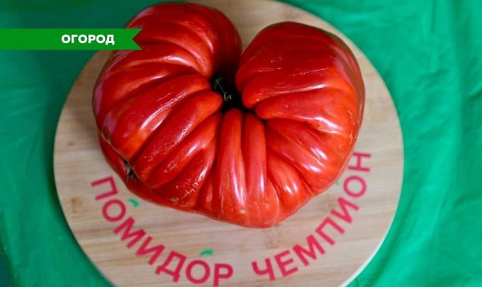 Минусинские томаты