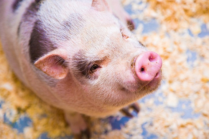В Бурятии усилили меры по профилактике африканской чумы свиней