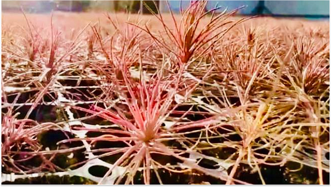 Маленькие сосны в Бурятии сменили зелёный наряд