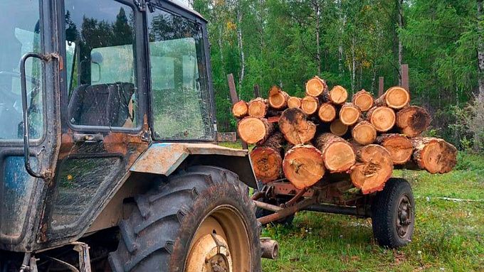 В Бурятии два «черных» лесоруба предстанут перед судом