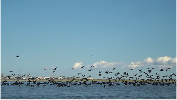 Инициатива Бурятии по защите Байкала от бакланов получила поддержку
