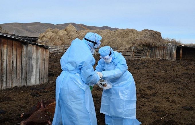 В районе Бурятии стабилизировалась ситуация по заразной болезни скота