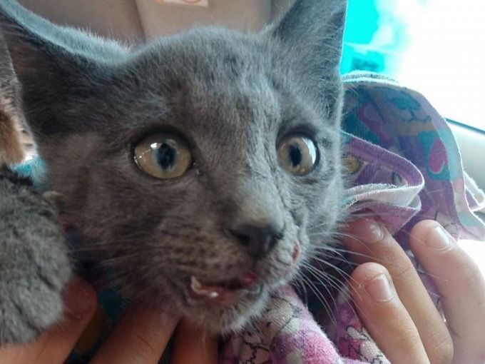 В Улан-Удэ неизвестные жестоко покалечили котенка, сломав ему челюсть