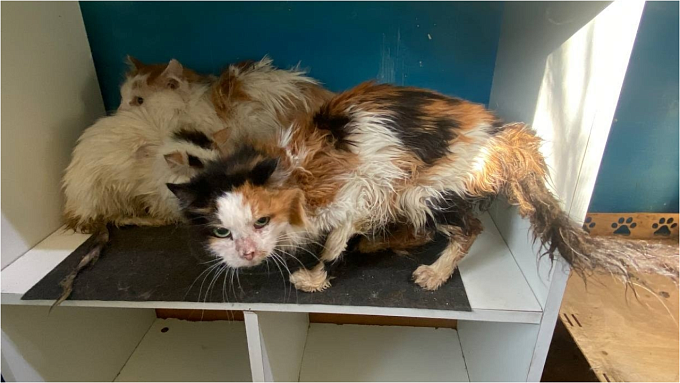 Жительница Бурятии завела 14 кошек и довела их до истощения