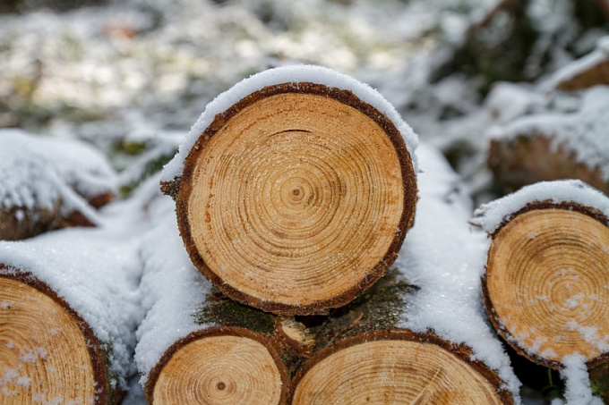 В Бурятии усилят меры против незаконных заготовок древесины