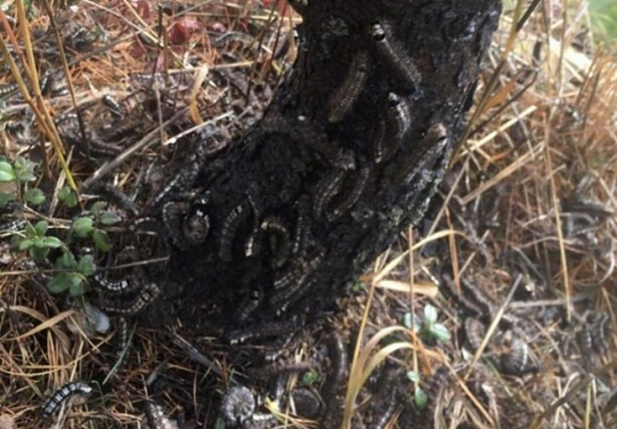 «1500 гусениц с одного дерева». Леса Бурятии уничтожает шелкопряд (ФОТО) 