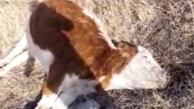 Трупы коров нашли рядом с водным каналом в Бурятии