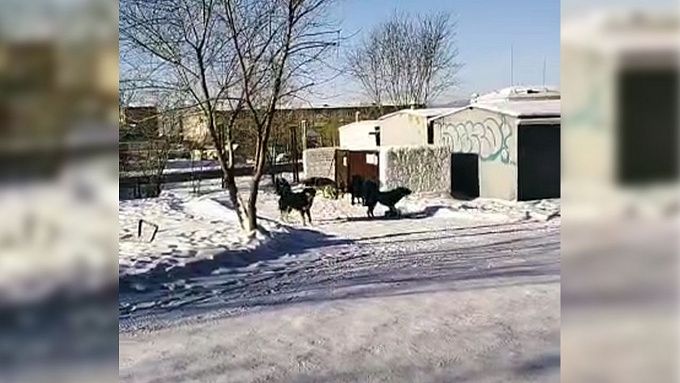В Улан-Удэ стая собак напала на девочку