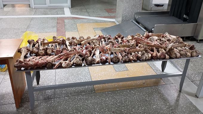 На границе Бурятии развернули партию непонятных хребтовых костей