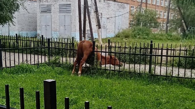 В городе Бурятии на заборе повисла лошадь