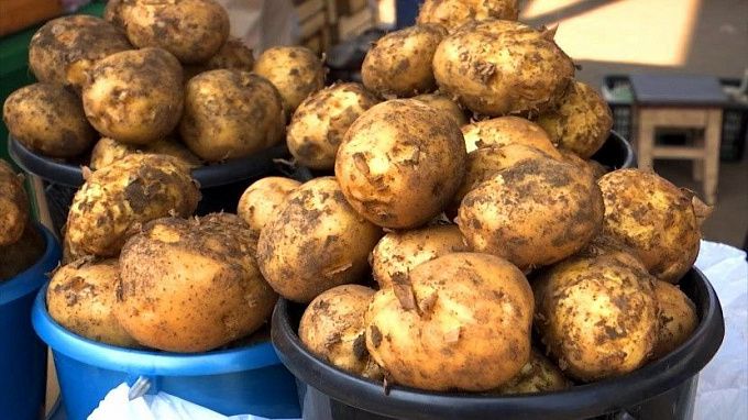 Жителям двух районов Бурятии дадут официальный выходной из-за картошки