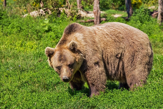 На Байкале медведь едва не напал на сельчанку
