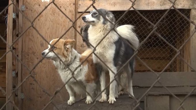 В Бурятии вводят правила для владельцев собак 