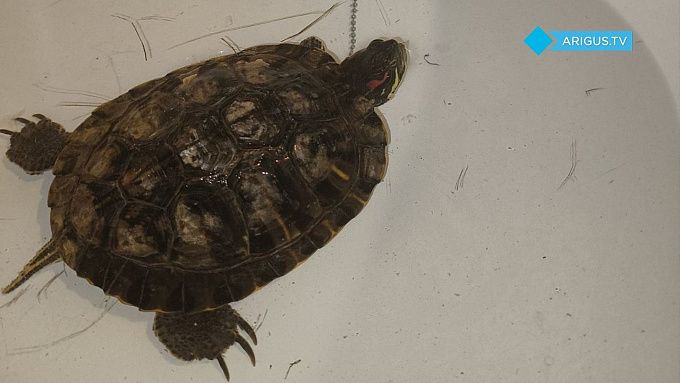 В Улан-Удэ в грунтовых водах нашли черепаху