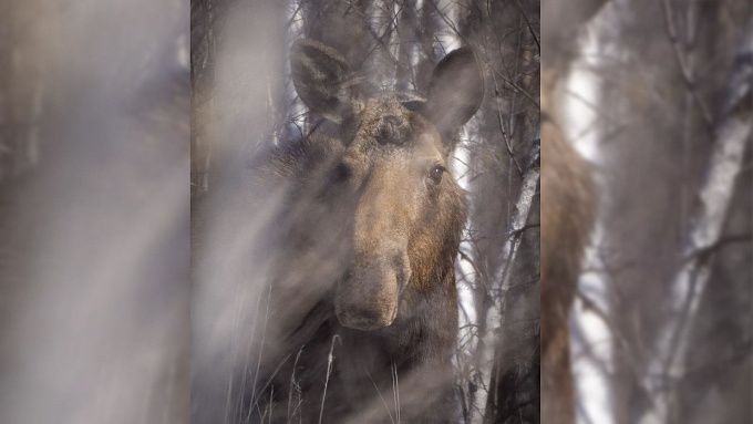 Очаровательная лосиха наблюдала за фотографом в нацпарке Бурятии