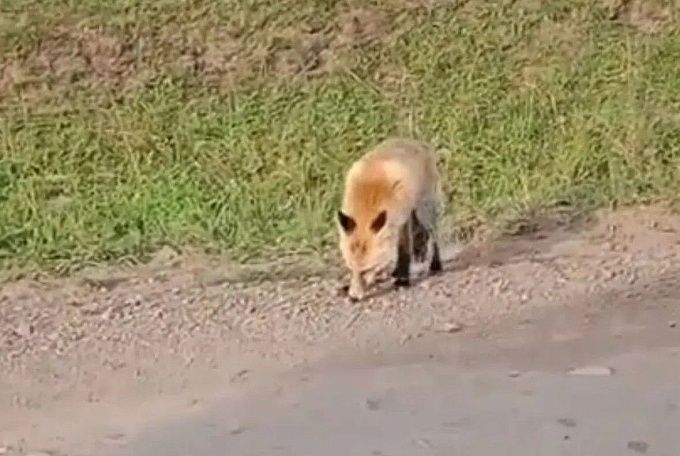 Косулят, зайчат и лисят на дорогах все чаще видят жители Бурятии