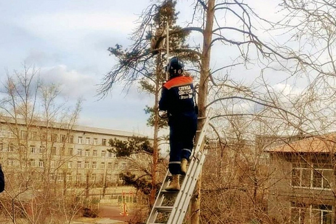 В Улан-Удэ спасли кошку, застрявшую на дереве