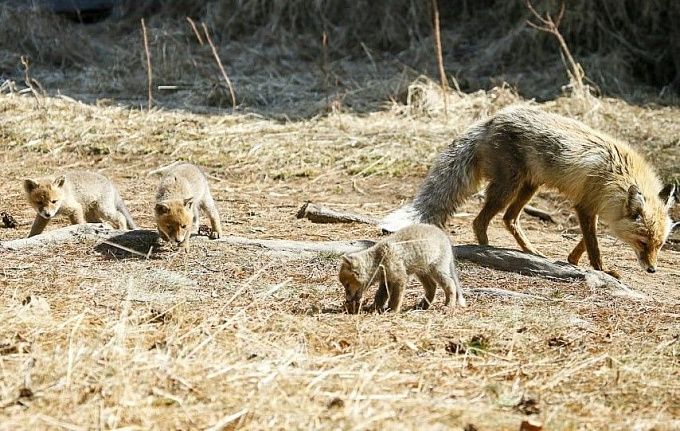 Дружные и пушистые: В заповеднике Бурятии живет семейство лисиц
