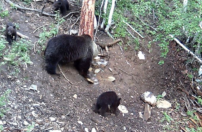 Трое медвежат с мамой попались в объективы камер в Бурятии